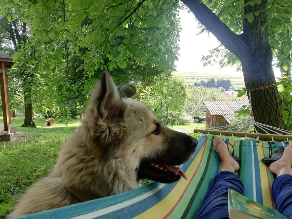 Arboretum Guesthouse Chalet in Romania