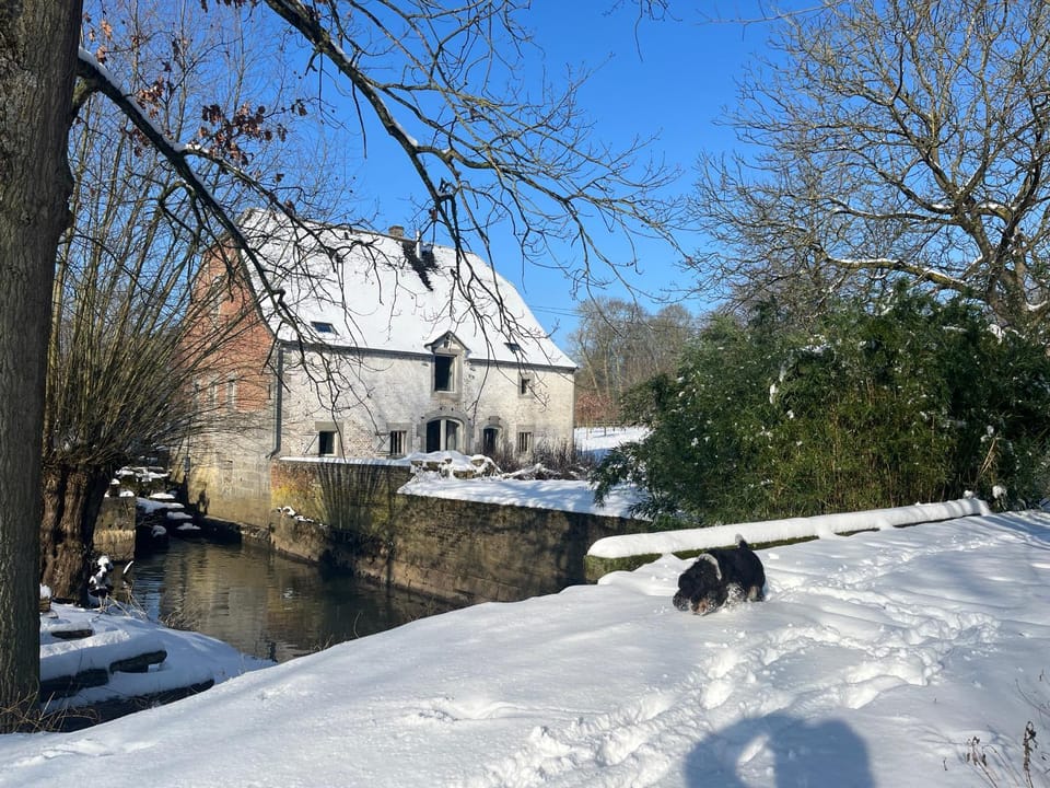 Winter, Pets