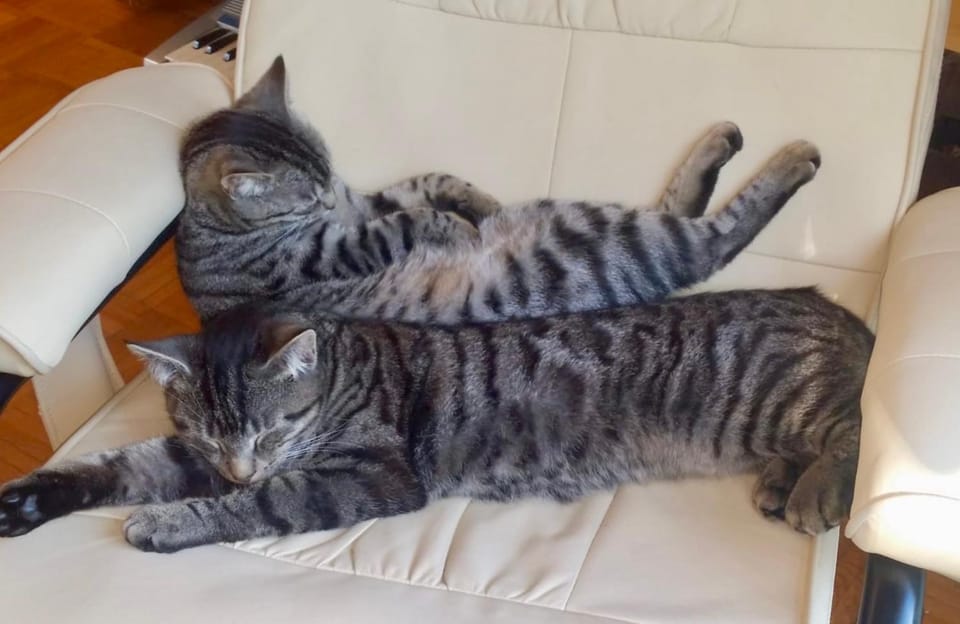 Pets