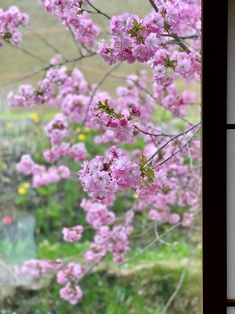 Spring, Day, Garden, Garden view