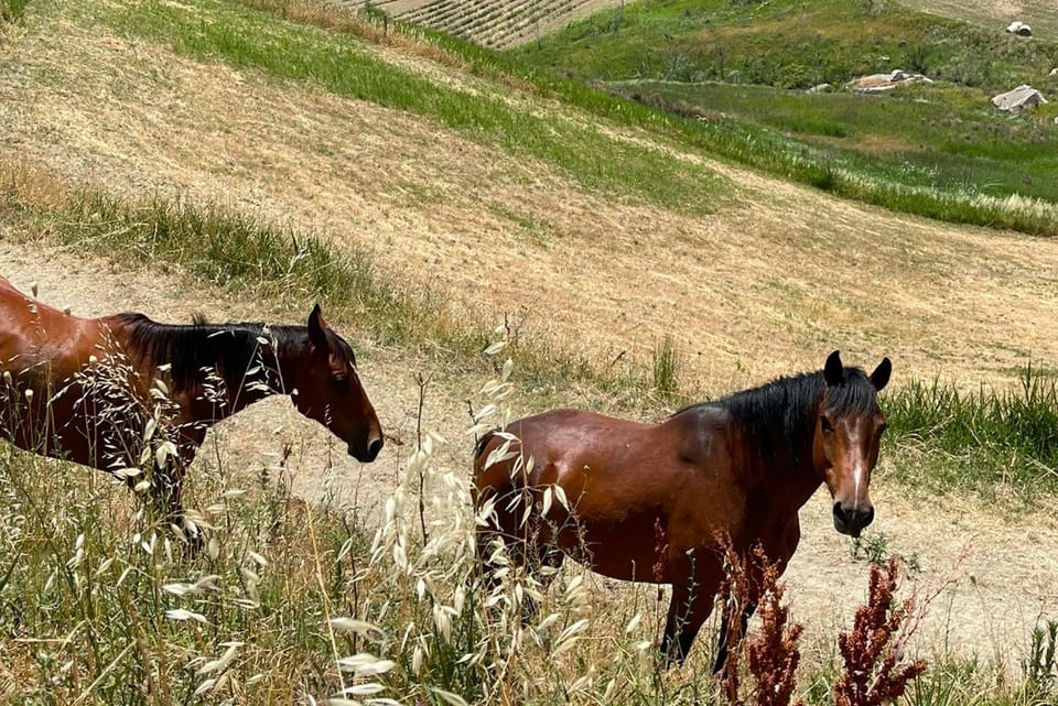 Animals