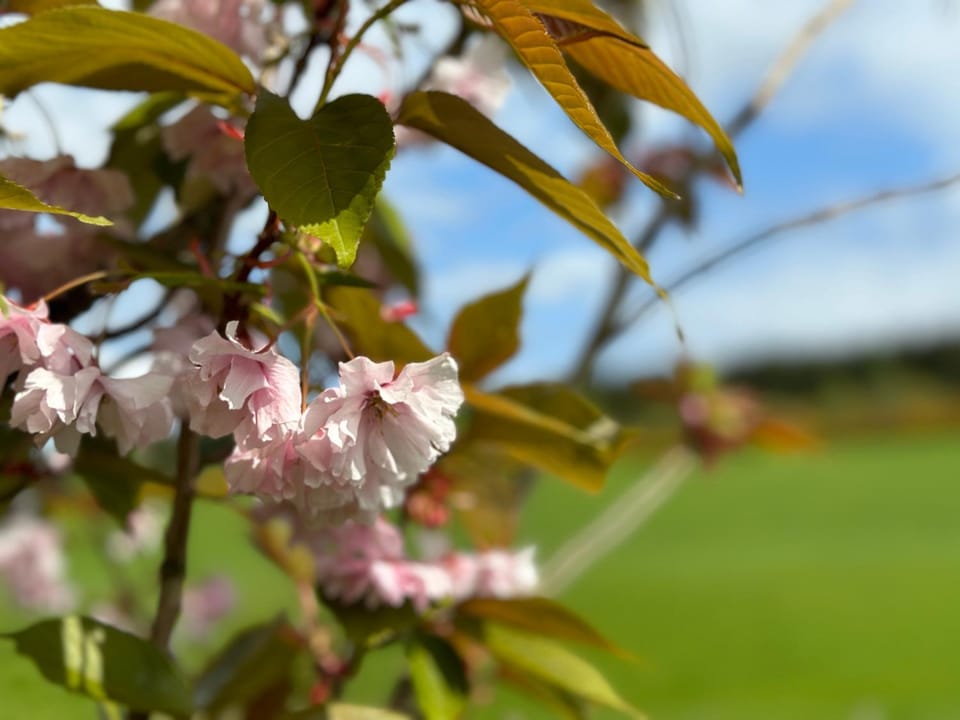 Spring, Day, Garden, Garden, Garden view