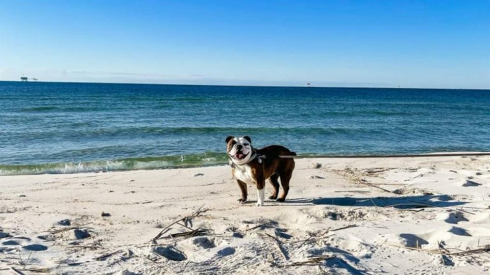 Gulf Shores Walk to Beach Heated Pool Pets OK House in Alabama