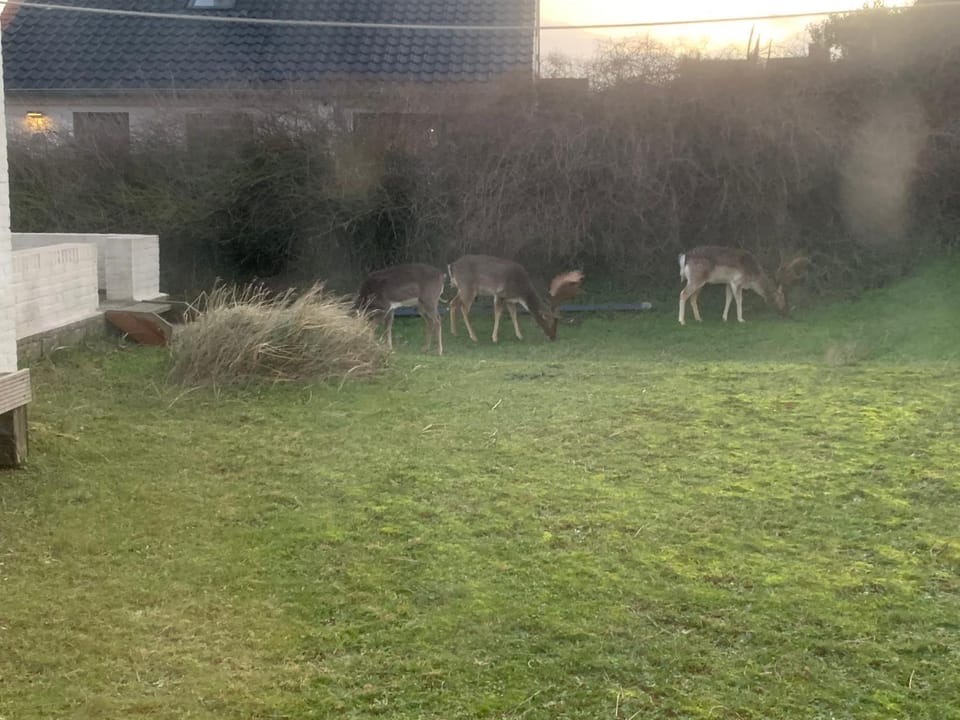 Animals