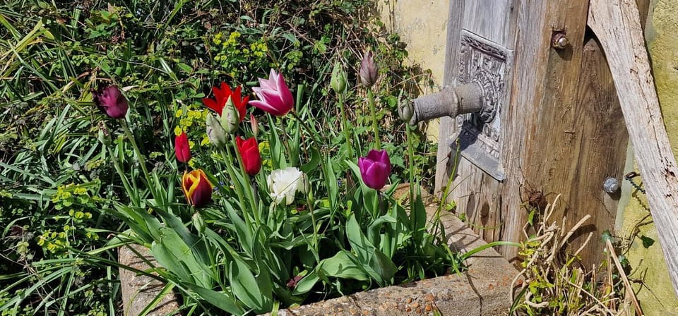 Garden view