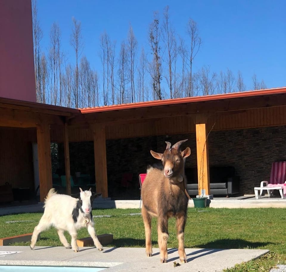Animals