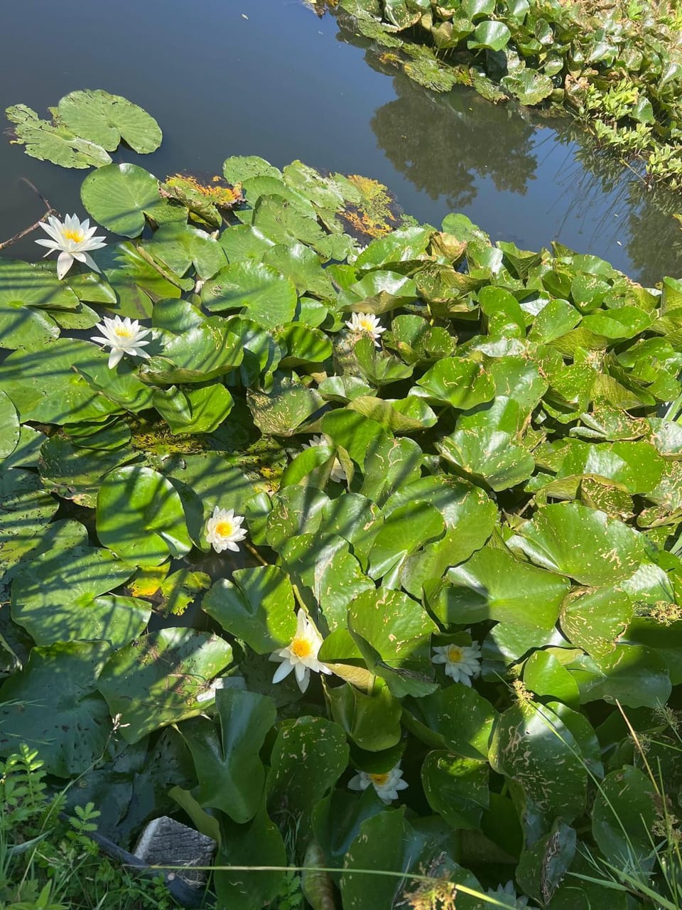 Natural landscape, Garden, Garden, Garden view, Lake view, River view