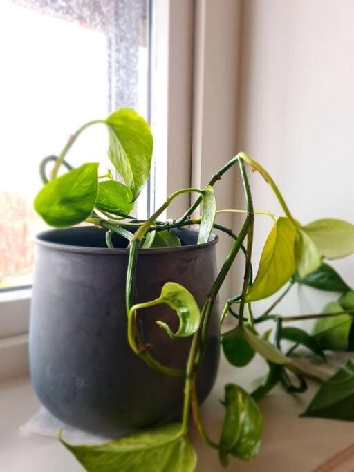 Cosy Holiday Apt Close to Gondola and Town Center Apartment in Nordland, Norway