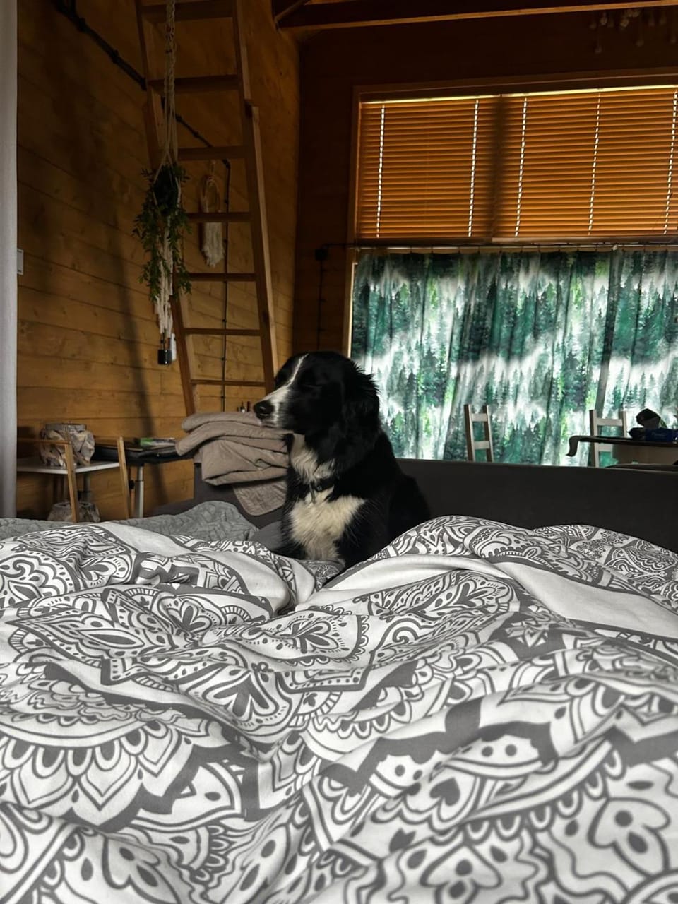 Bed, Photo of the whole room, Bedroom, Pets