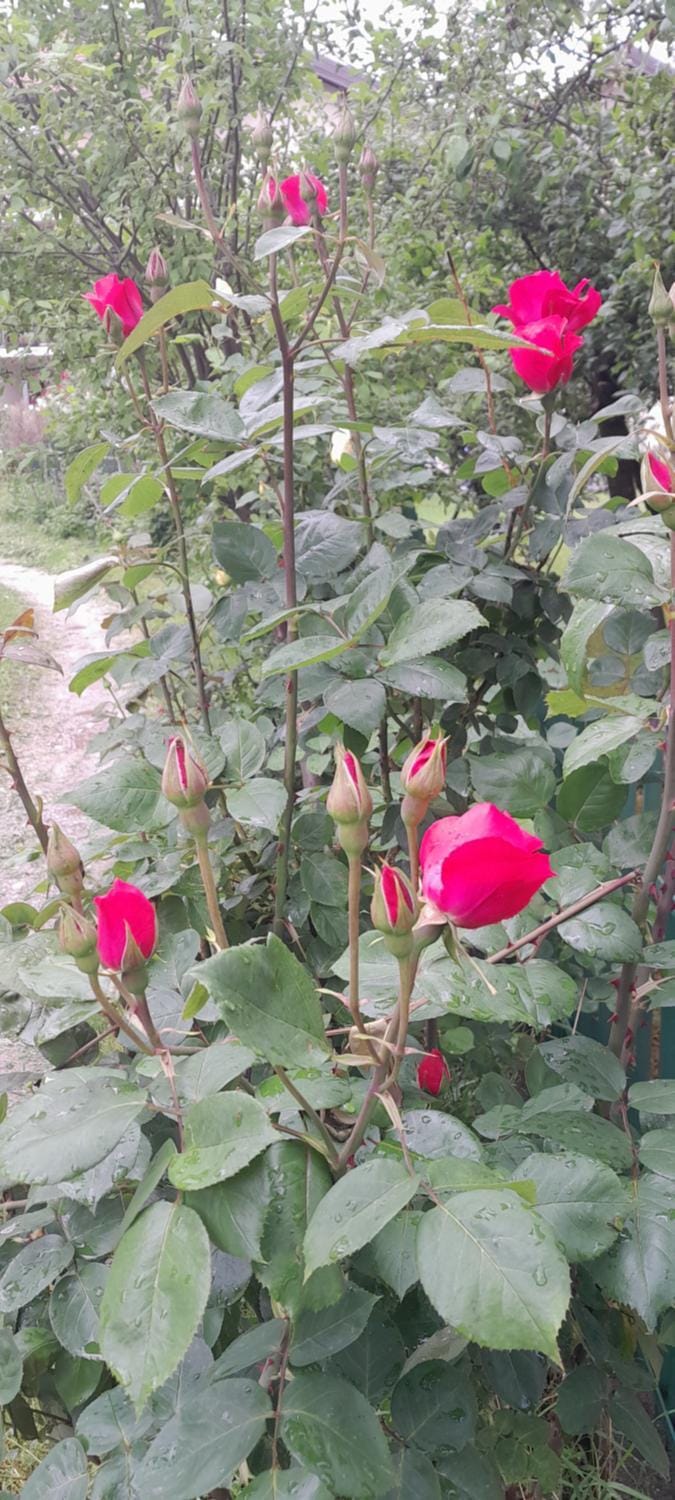 Spring, Garden, Garden view