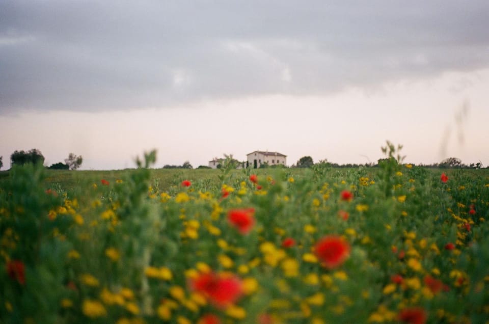 Natural landscape, Garden