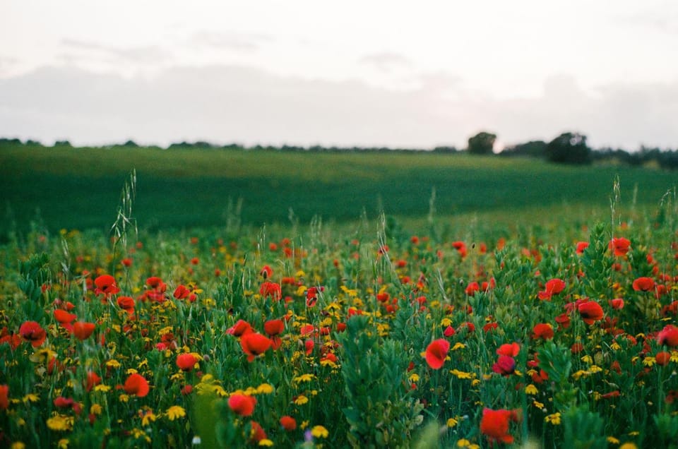 Natural landscape, Garden