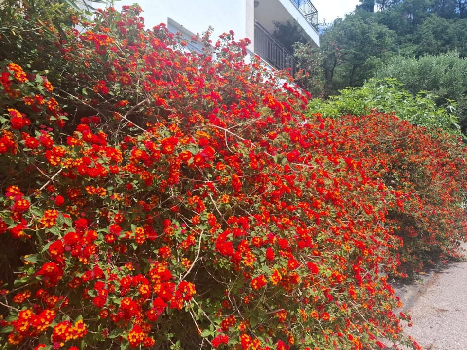 Apartments Villa Simonovic Apartment in Budva Municipality