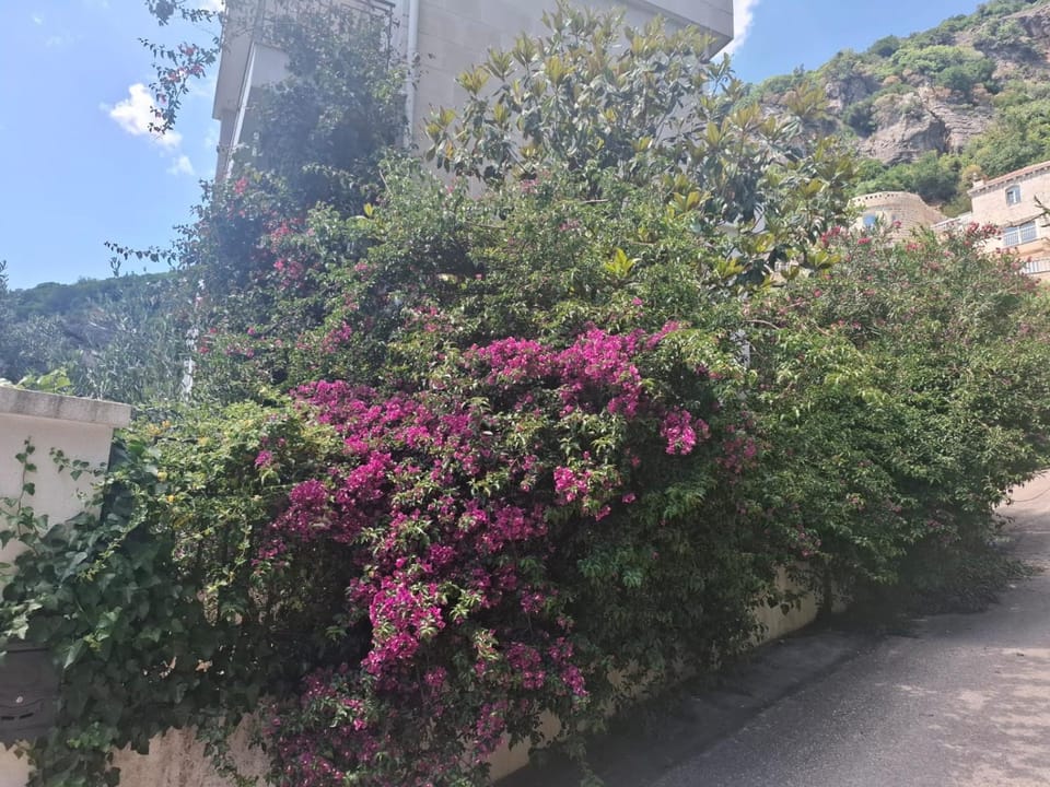 Apartments Villa Simonovic Apartment in Budva Municipality