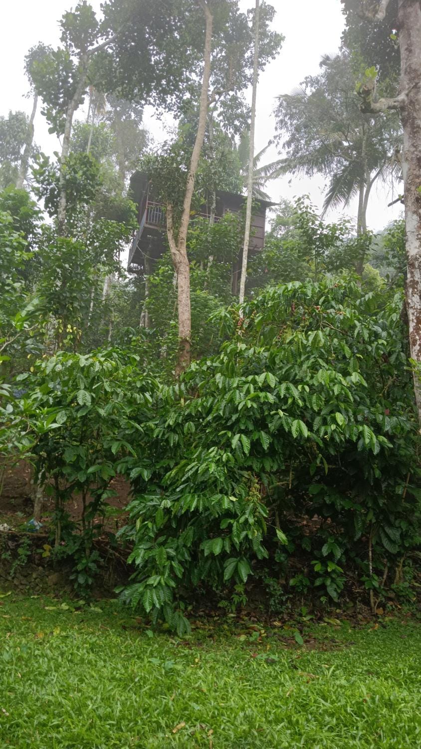 The wayside cottage Munnar House in Kerala