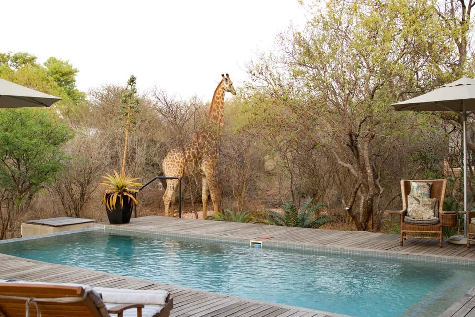 Garden, Pool view, Swimming pool, Swimming pool