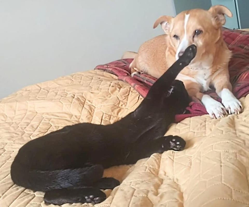 Animals