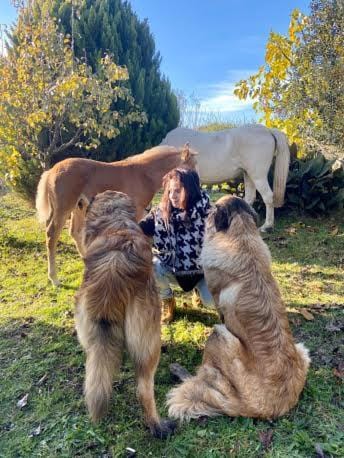 Pets