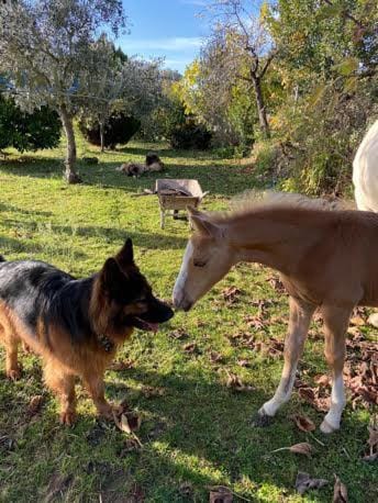 Animals, Pets