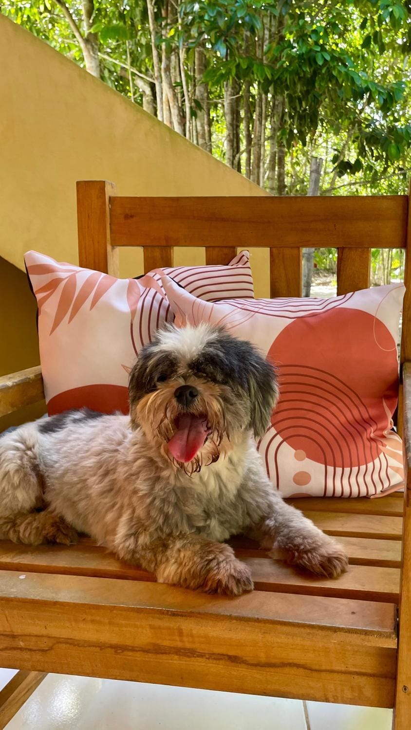 Patio, Pets