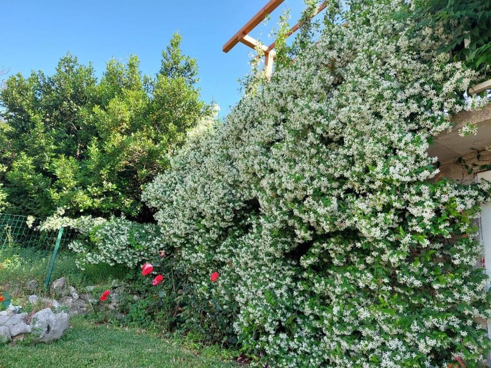 Spring, Garden, Garden view