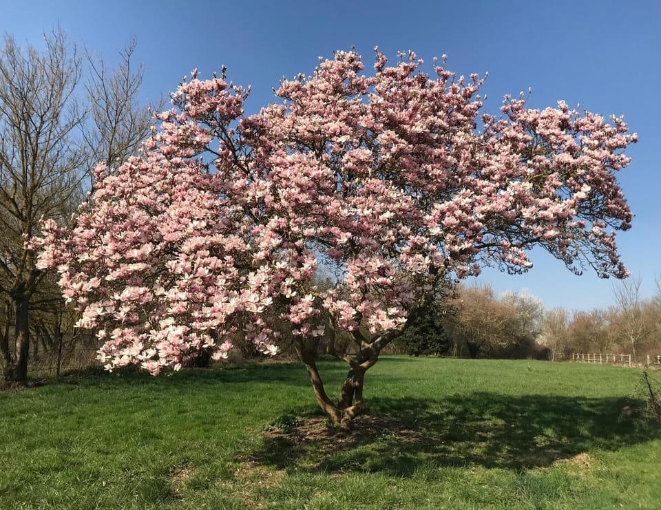 Spring, Natural landscape, Garden, Garden view