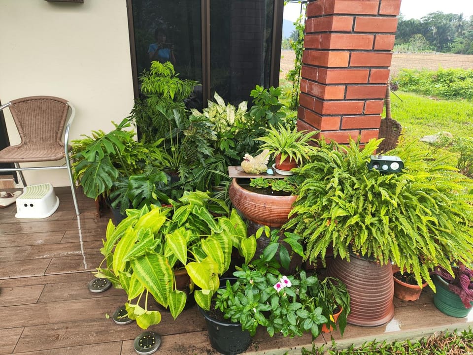 Mai Paddy Cottage, Balik Pulau House in Penang