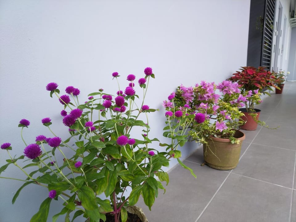 Day, Garden, Garden view