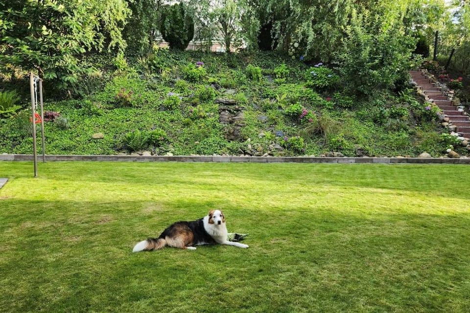 Garden, Pets, Garden view