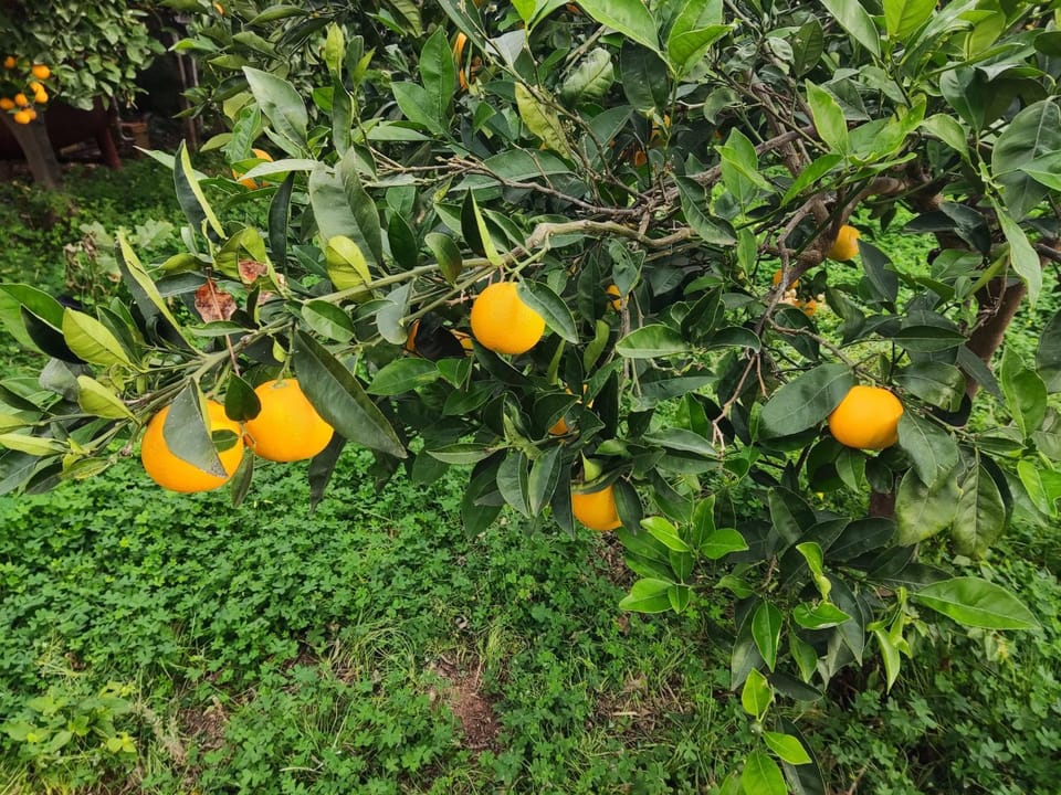 Garden, Garden, Garden view