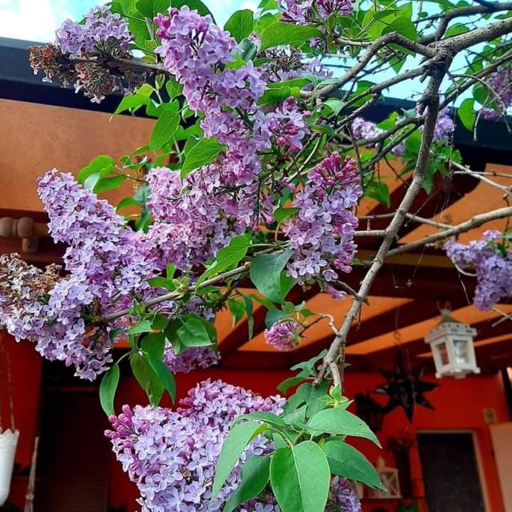 Spring, Garden