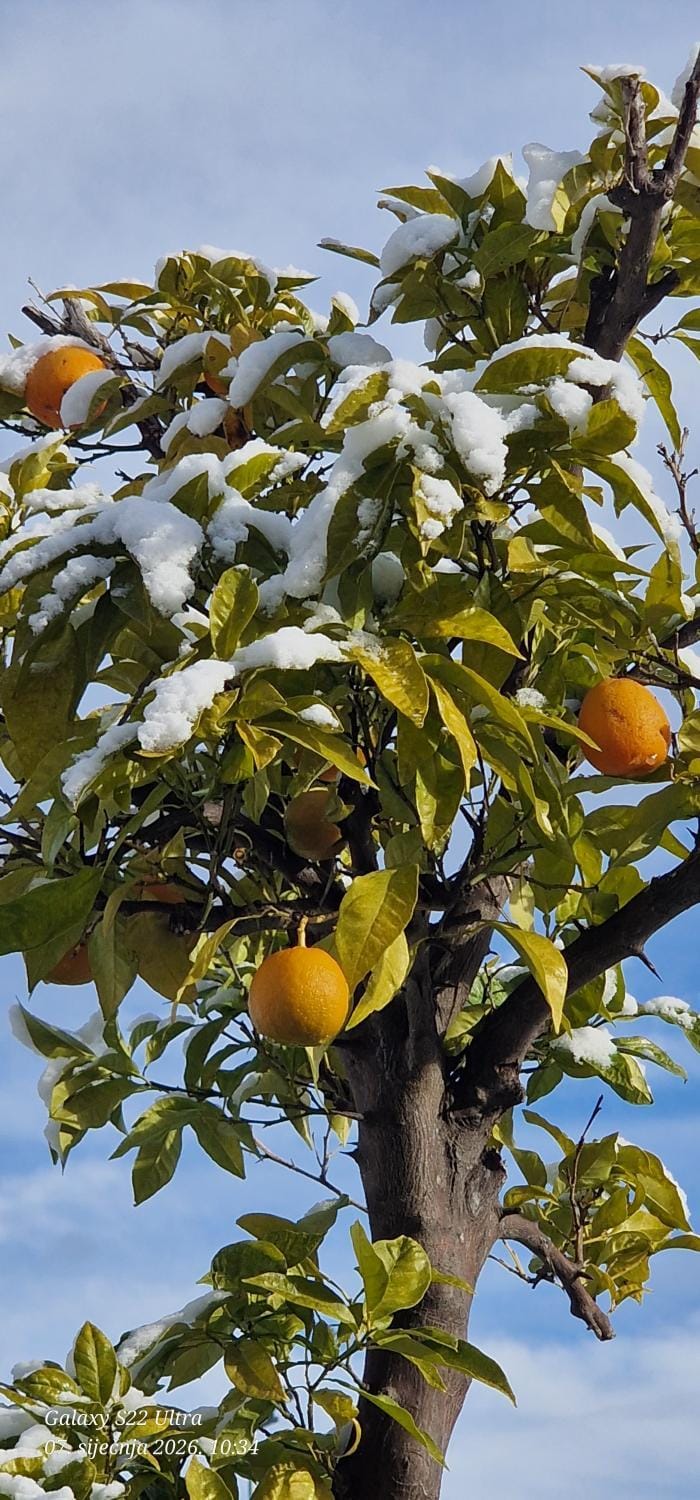 Apartments Barac Apartment in Poreč
