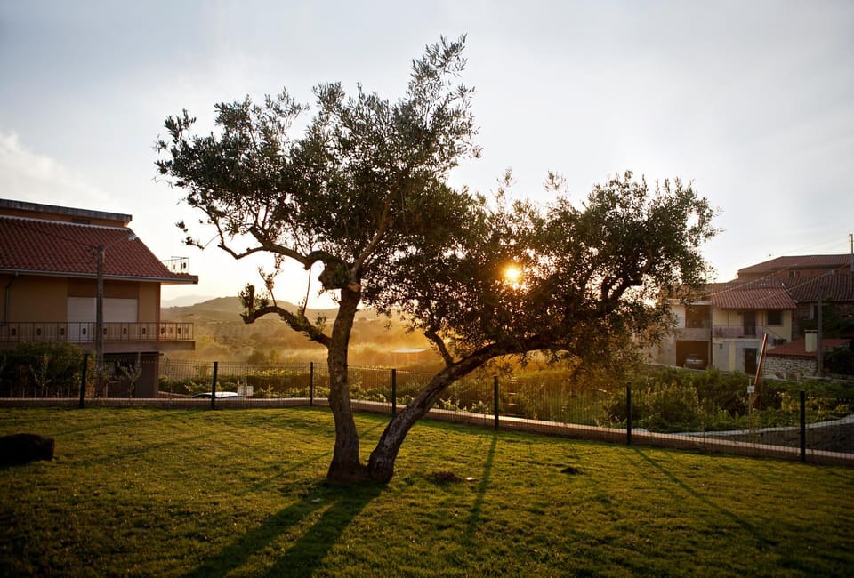 Natural landscape, Garden, Garden view, Sunset