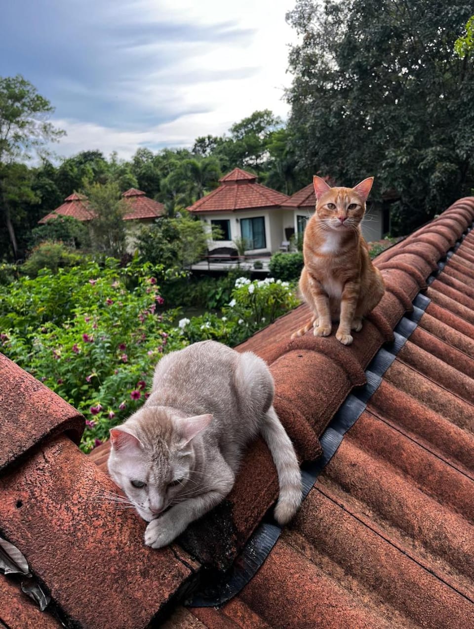 Animals, Animals