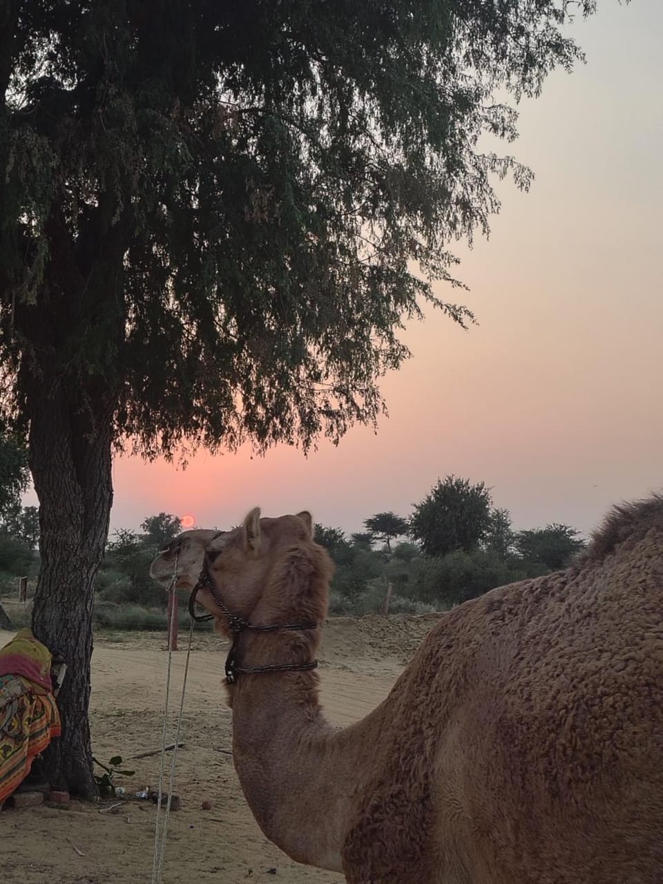Day, Natural landscape, Animals, Sunrise, Sunset
