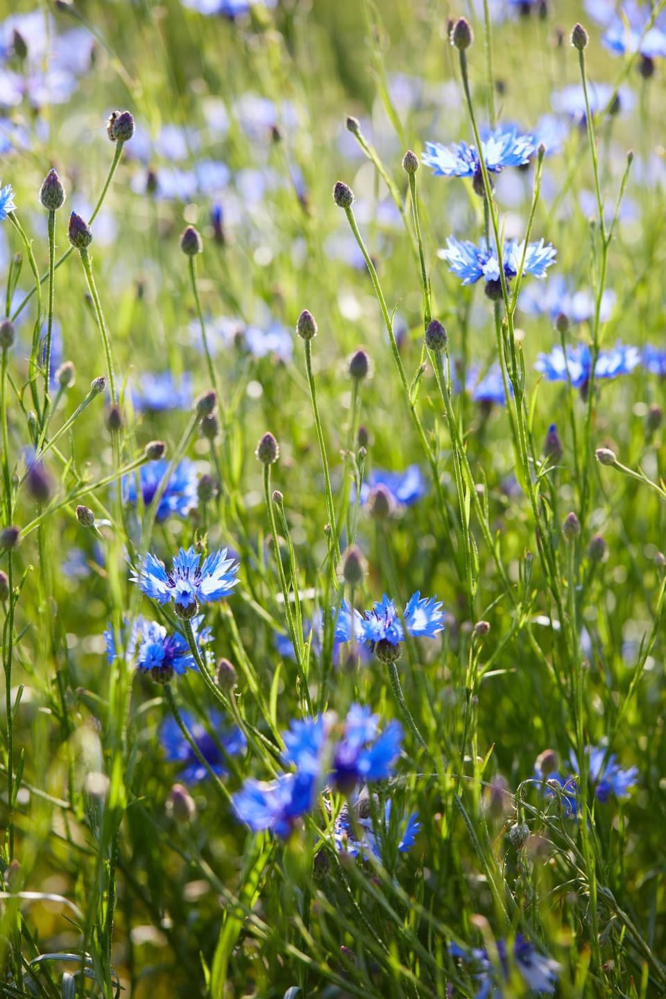 Spring, Natural landscape, Garden, Garden view