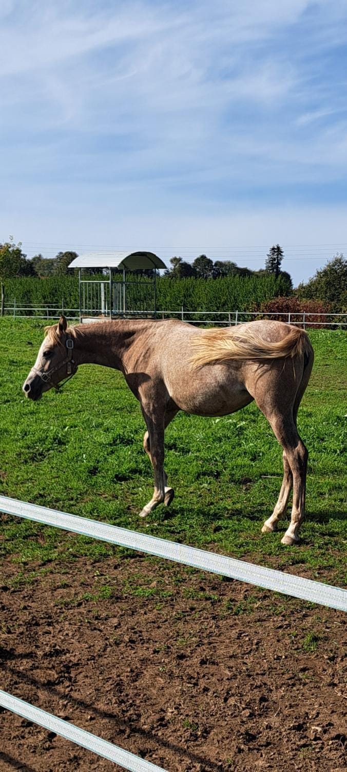 Gîte de Bealieu House in Finistere