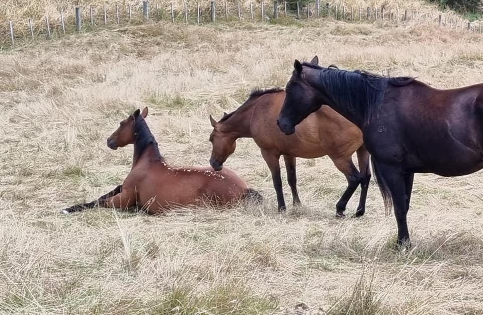 Natural landscape, Horse-riding, Animals