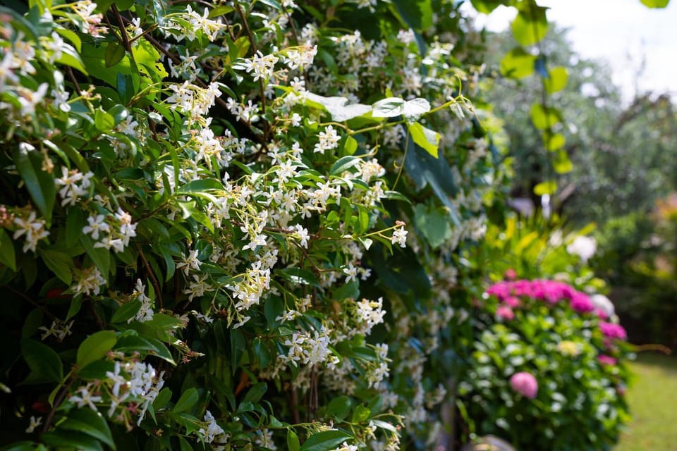 Natural landscape, Garden