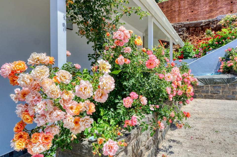 Patio, Garden, Garden view