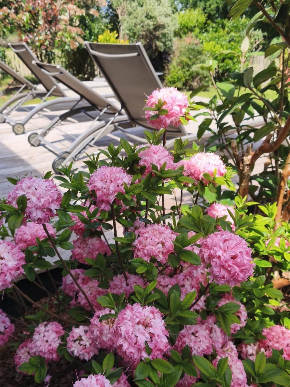 Patio, Day, Garden view, sunbed