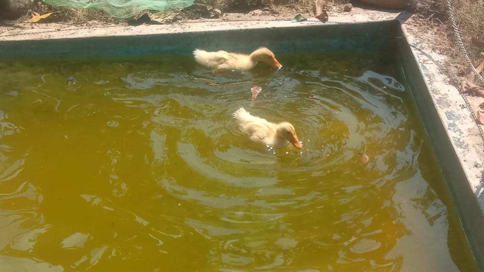 Animals