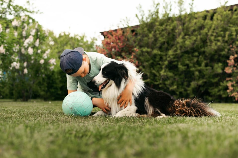 Animals, Animals, Animals, Pets, Pets, pet friendly, pet friendly