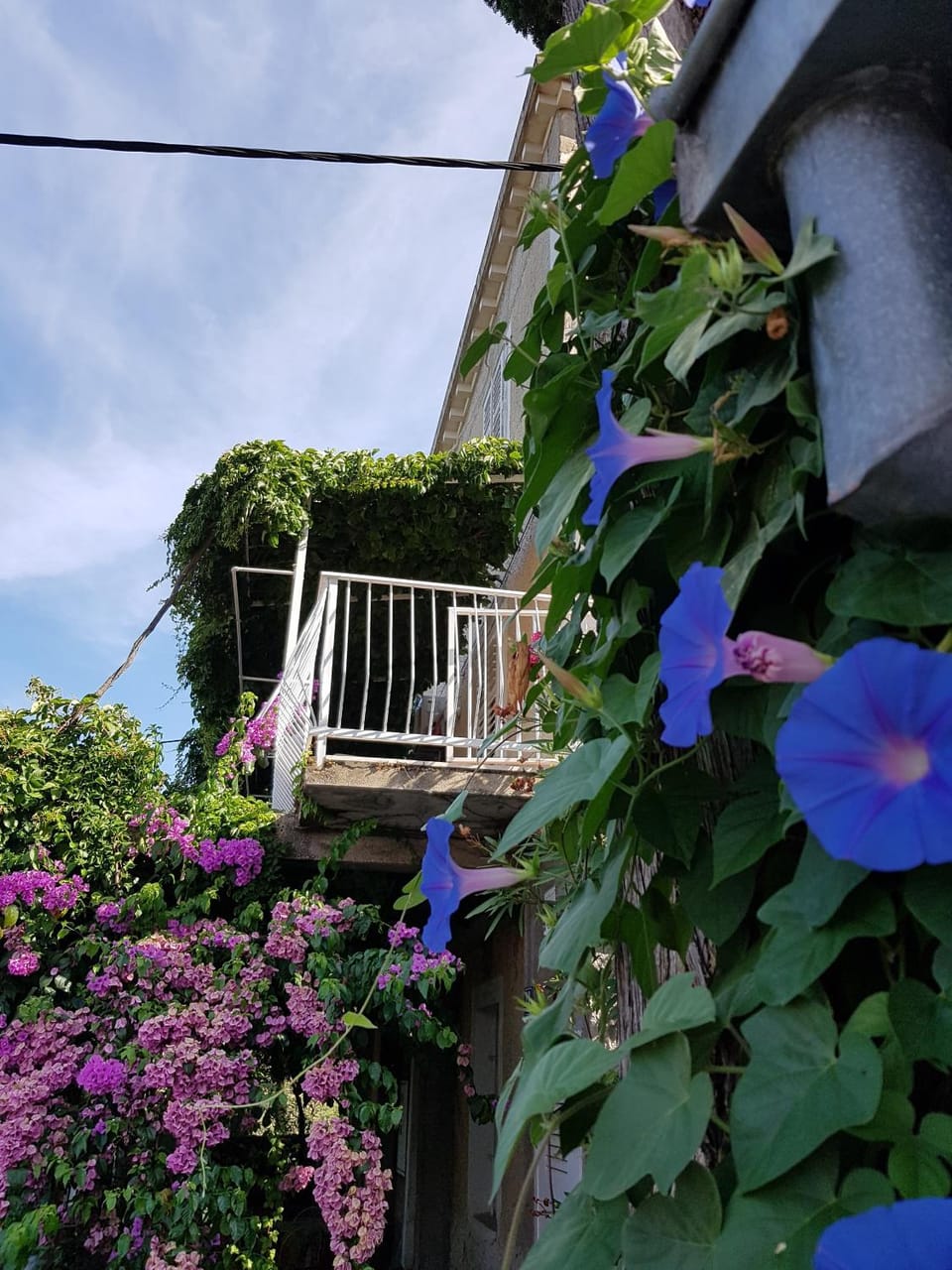 Apartment Miso Apartment in Cavtat