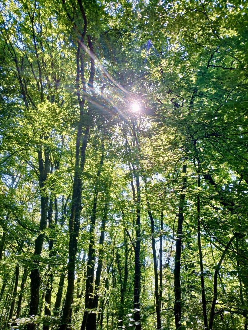 Spring, Day, Natural landscape