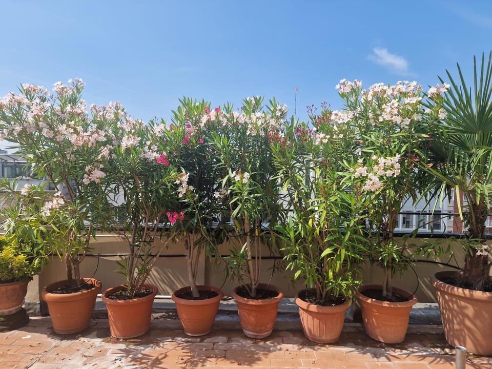 Spring, Garden, Balcony/Terrace, Garden view