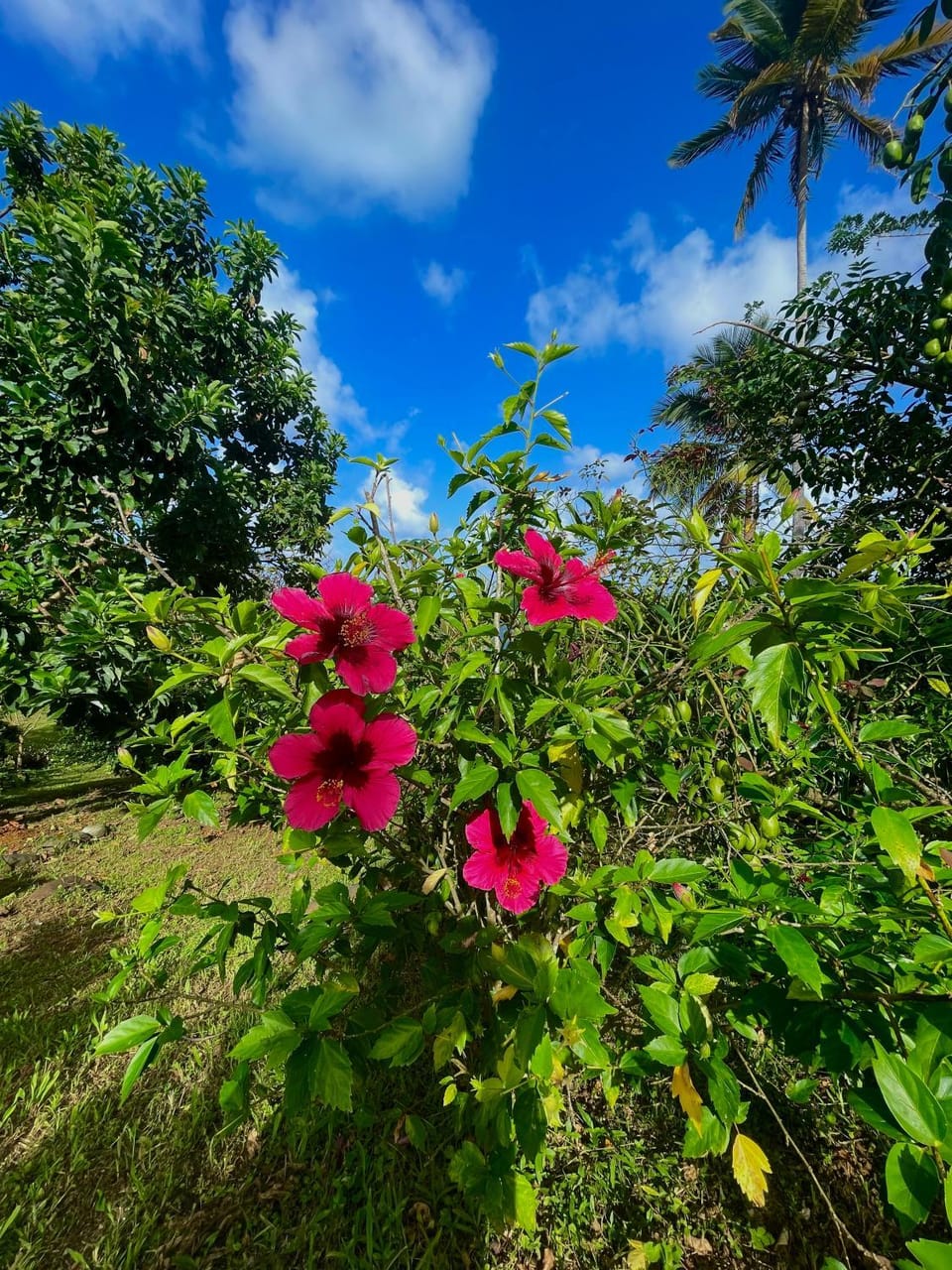 Garden, Garden view