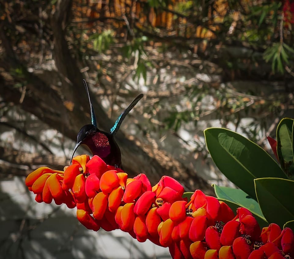 Les Bromélias chez Djo et Rosy Apartment in Martinique