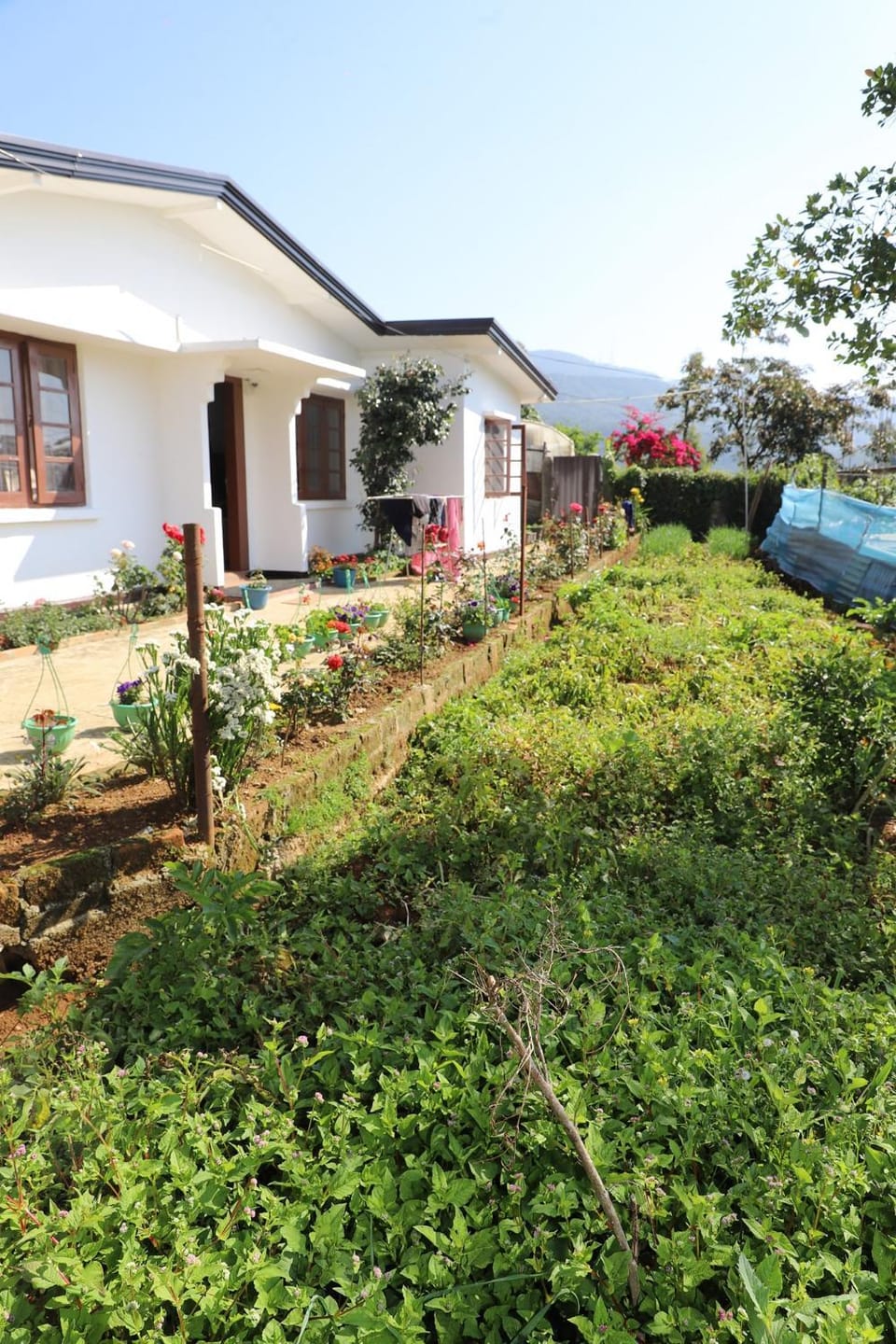 Garden view