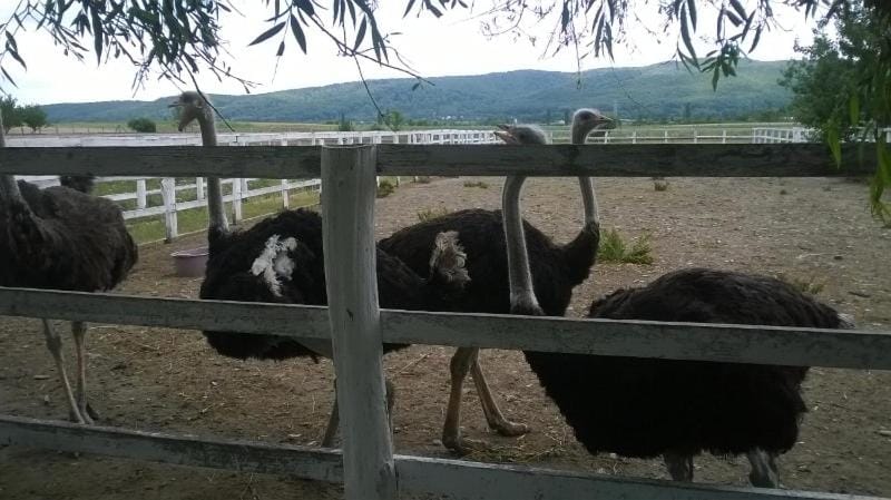 Animals